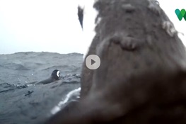 Penguin Awareness Day: Penguin-Cam is Back!